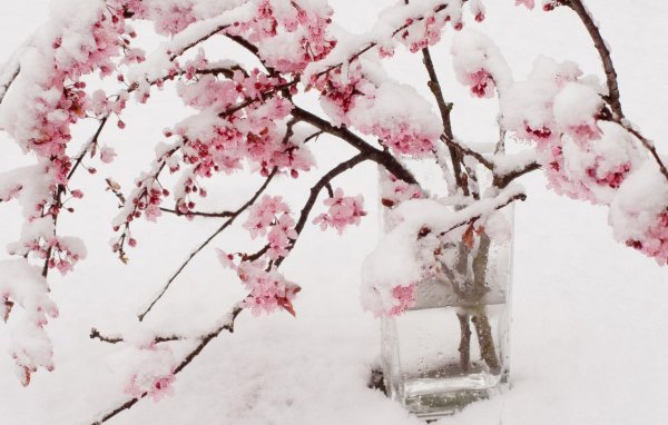 японская слива умэ