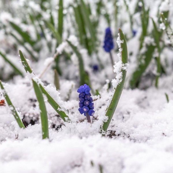 снег весной