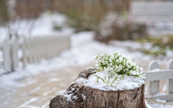 букет подснежников с 8 марта