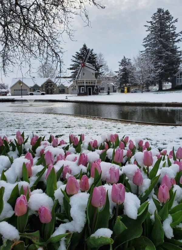 тюльпан голландия