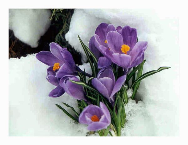 крокусы и подснежники