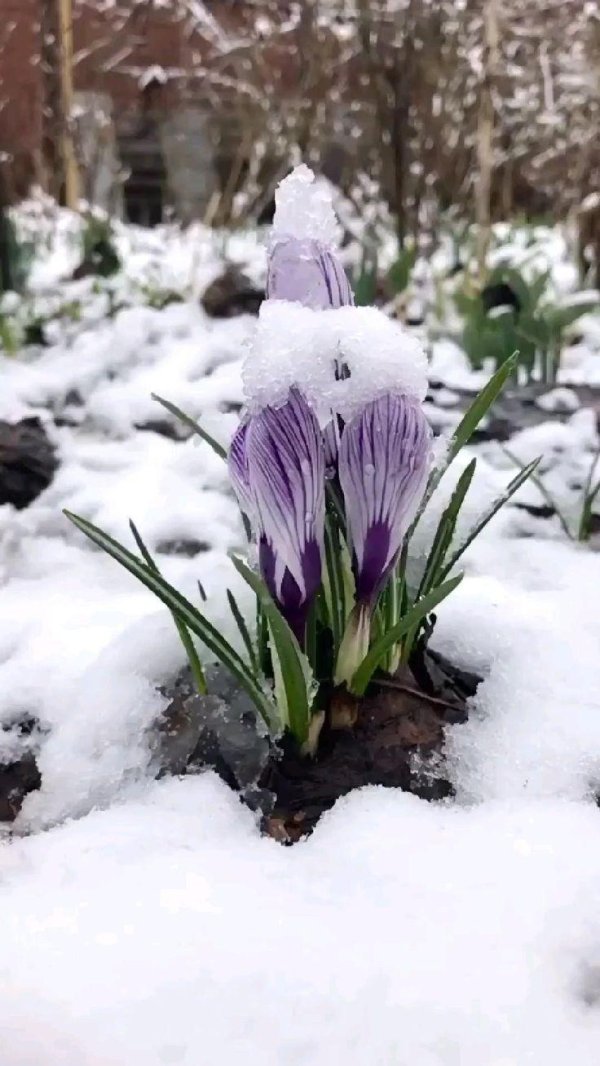 ранняя весна