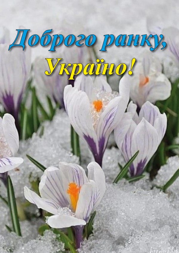 цветок крокус