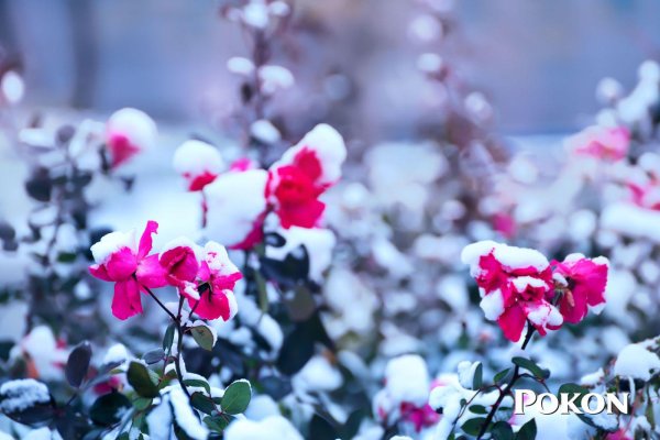 Весна со снегом