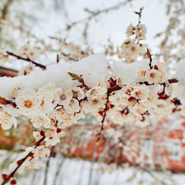 весенний снег