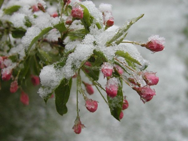 весенний зимний