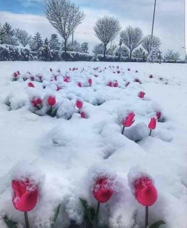 тюльпаны зимой