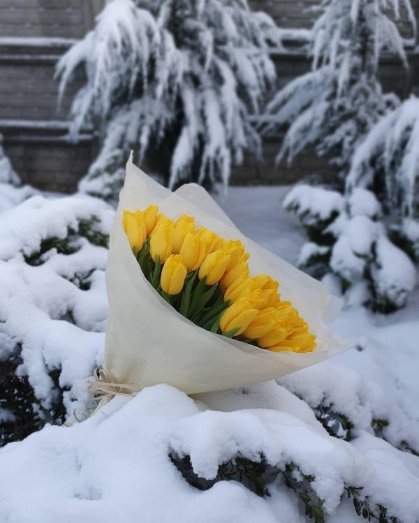 жëлтые тюльпаны