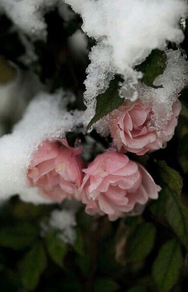 роза роуз сноу