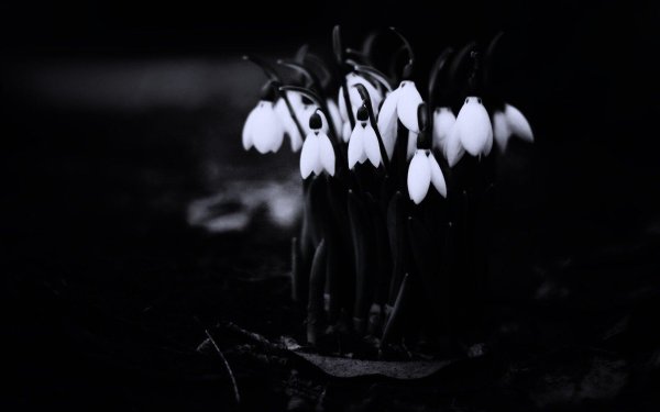 красивые подснежники