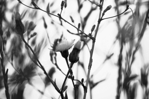 полевой цветок