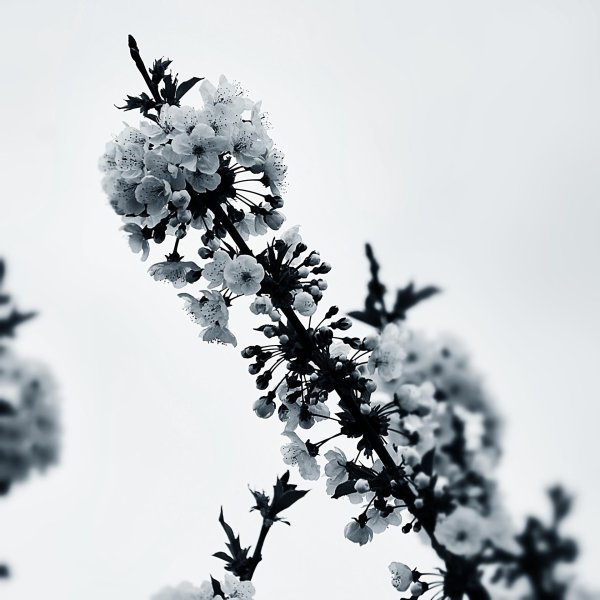 цветущая ветка