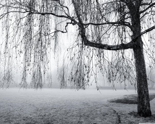 Весна черно белые