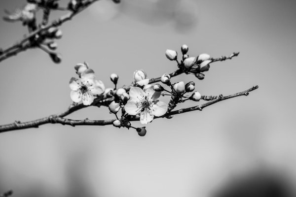 ветка цветущей вишни