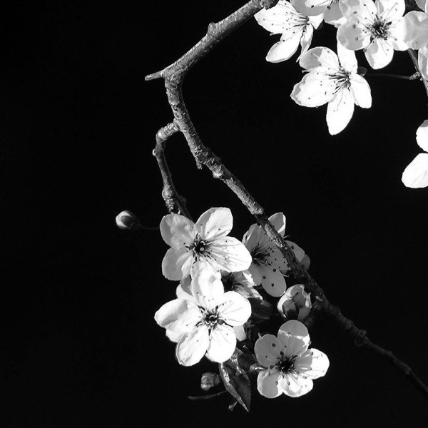 цветки вишни