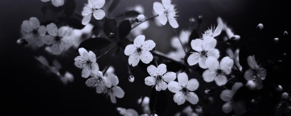 цветки вишни