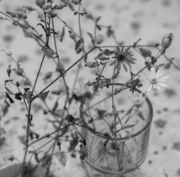 эстетика гипсофилы