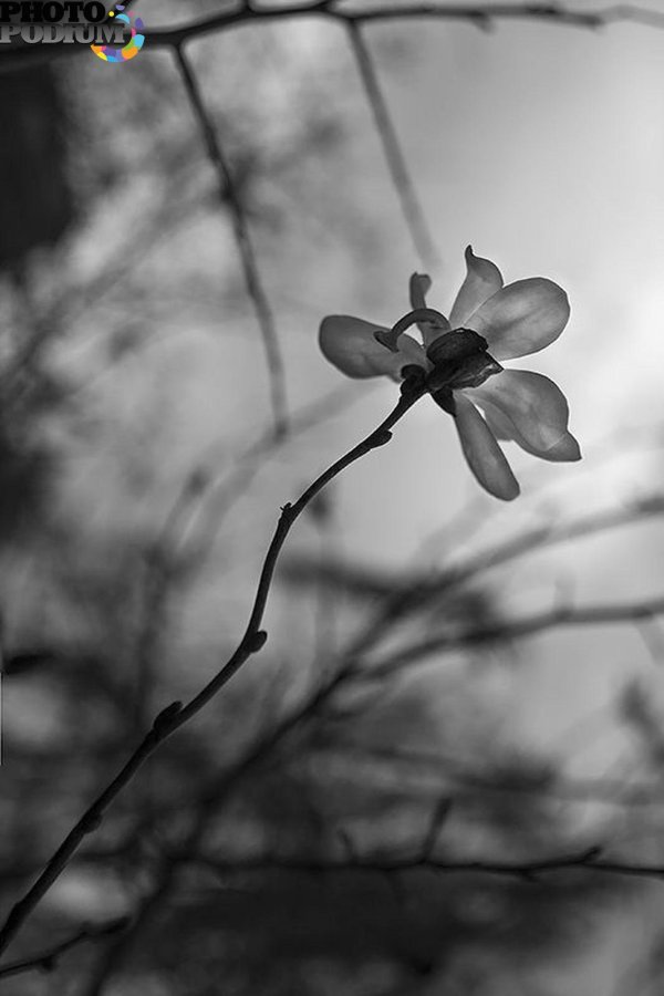 магнолии кобус