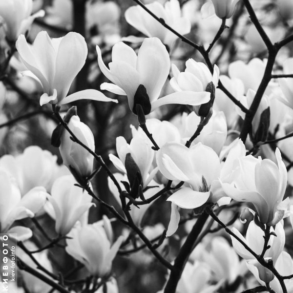 магнолия саржента