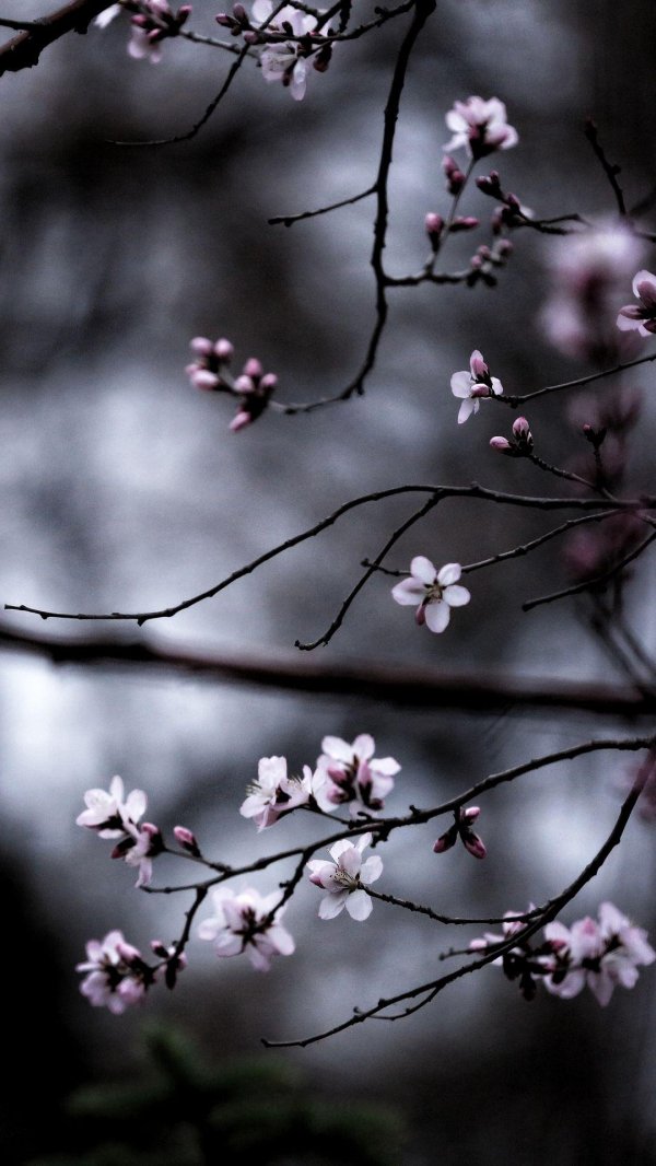 цветущая вишня