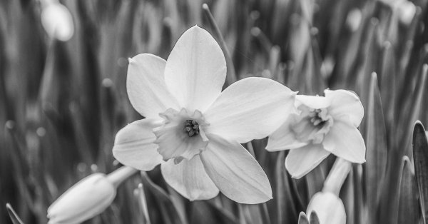 черный нарцисс