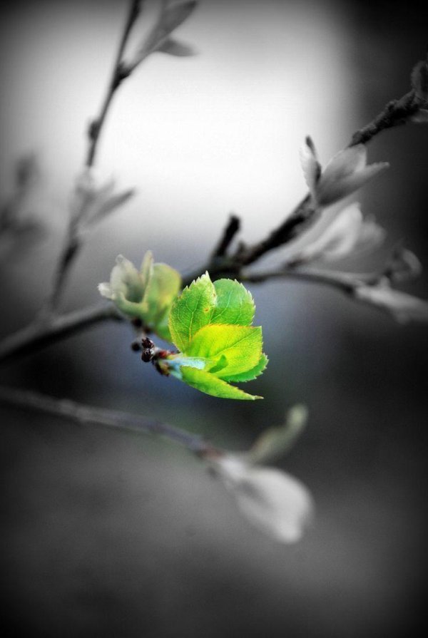 распускание почек весной деревья