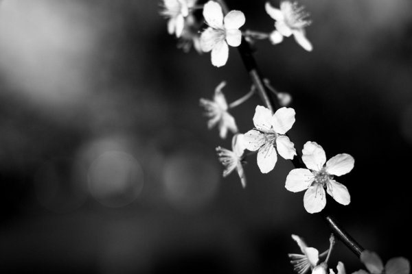 ветка цветущей вишни