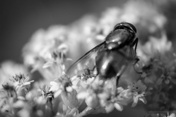 муха musca autumnalis