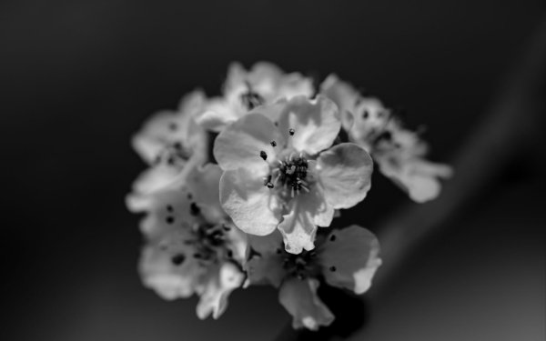 белые цветки