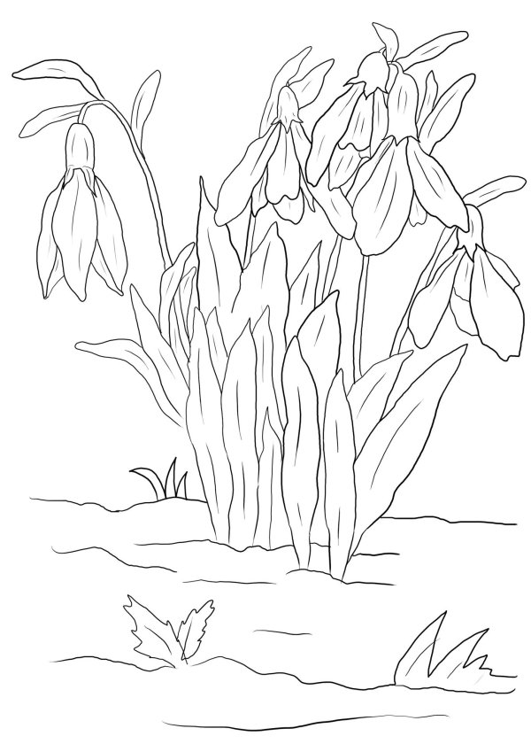 подснежники раскраска