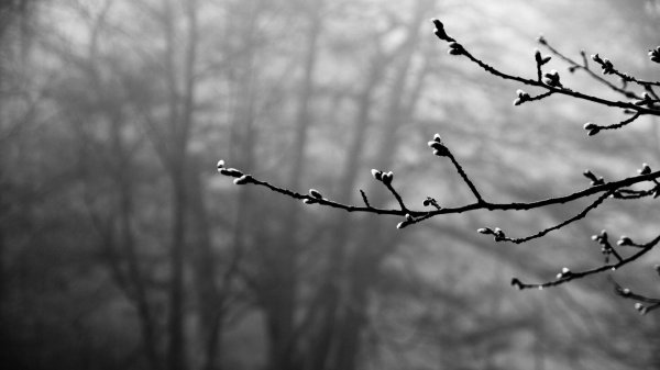 ветви дерева