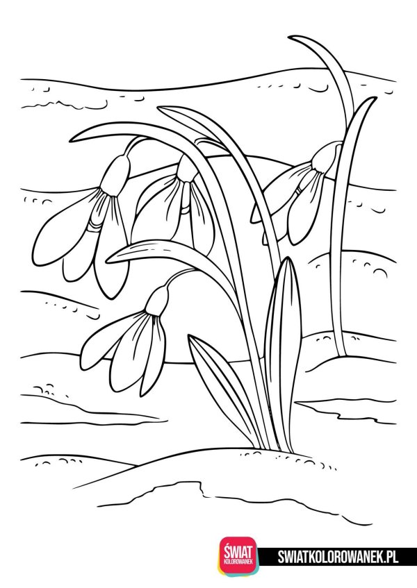 рисунок подснежник