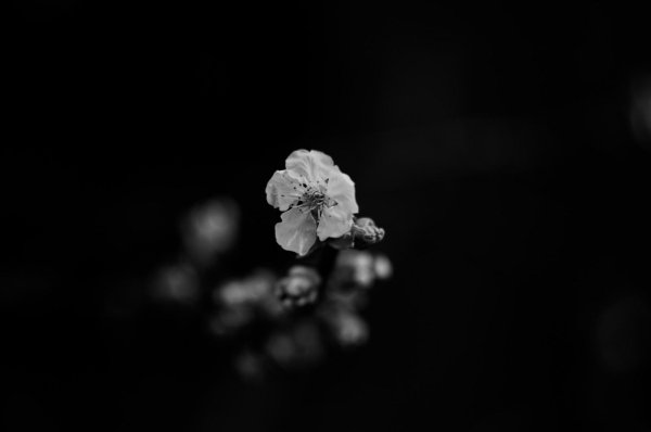 цветок на черном фоне