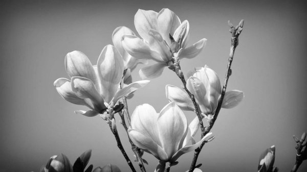 магнолии дерево