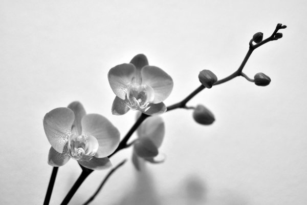 орхидеи фаленопсис