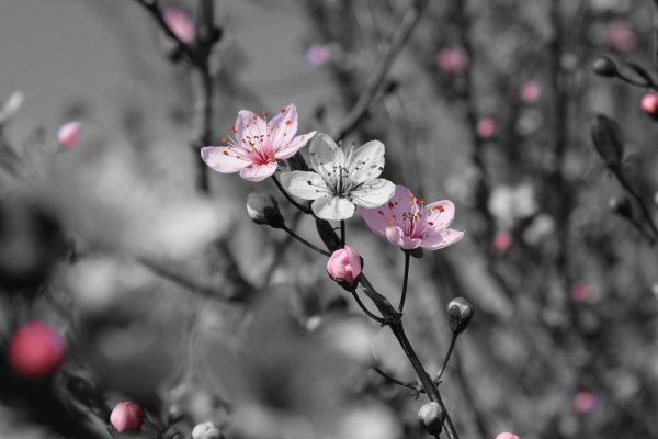 цветущие вишни