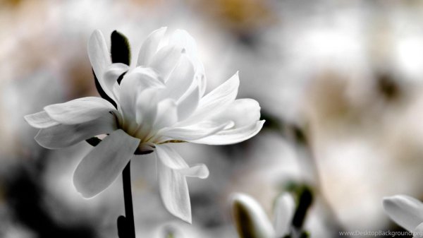 магнолия вайт