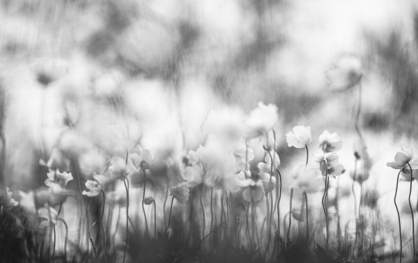 ветреница цветок