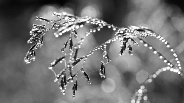 зимняя роса