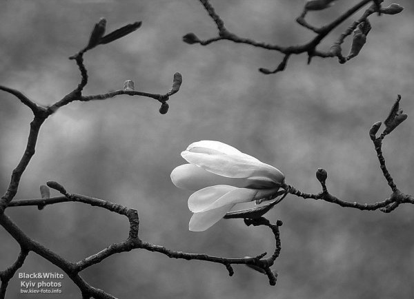 цветение магнолии