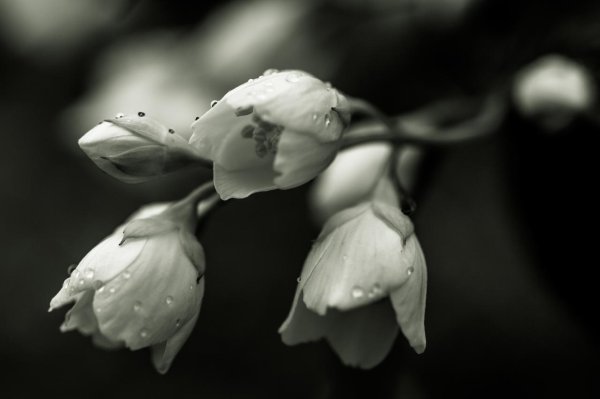 цветки жасмина