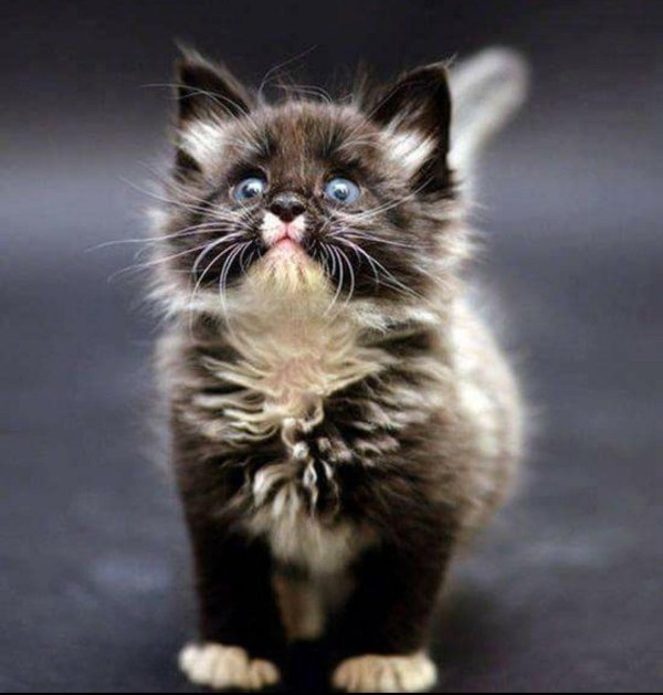 котенок смешной