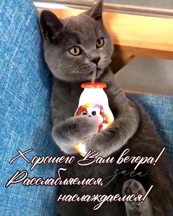 котенок веселый