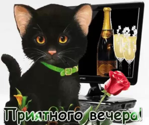 добрый вечер смешные открытки