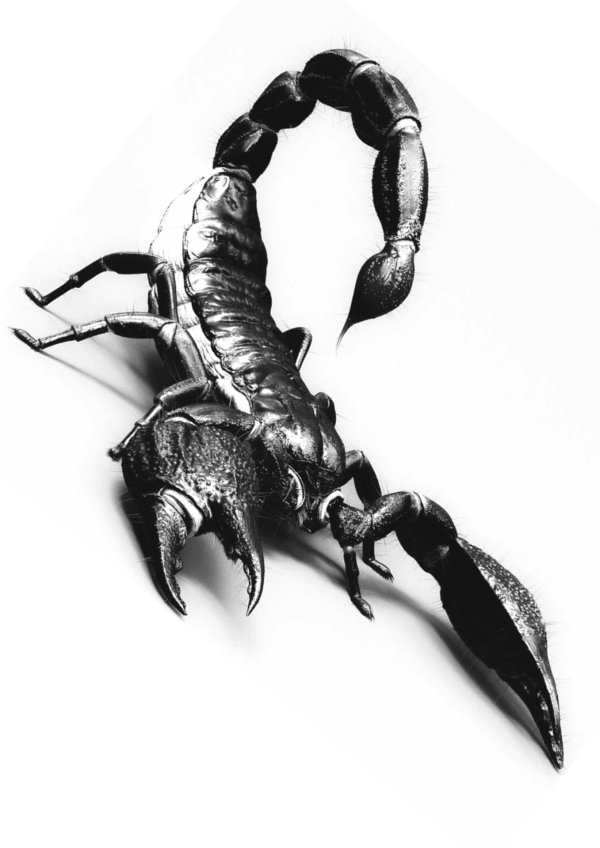 скорпион татуировка