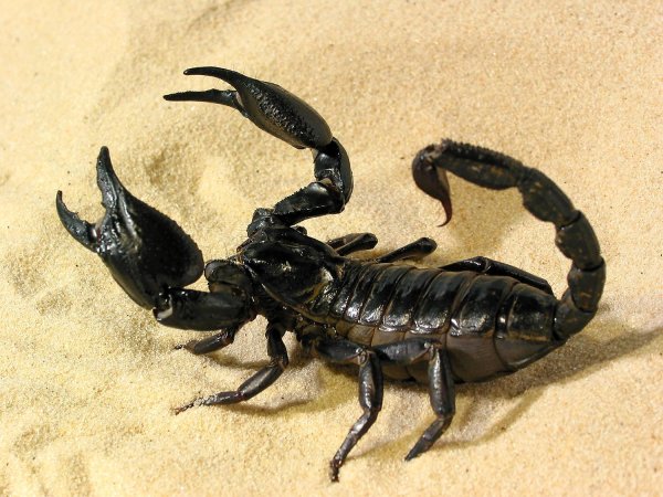 толстохвостый скорпион