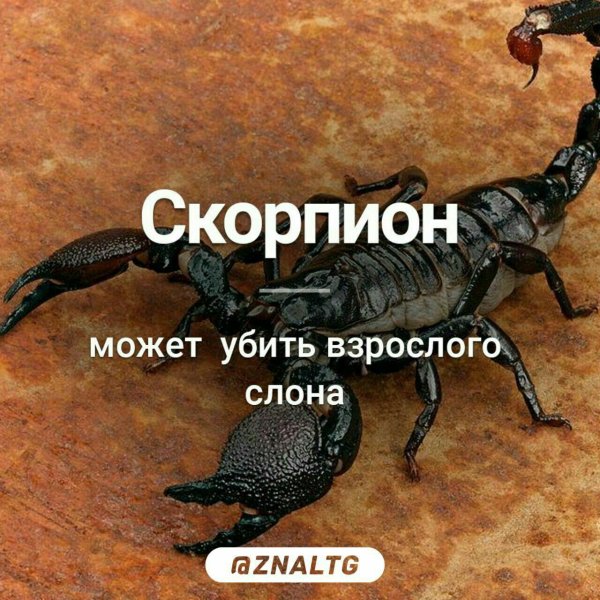 я скорпион