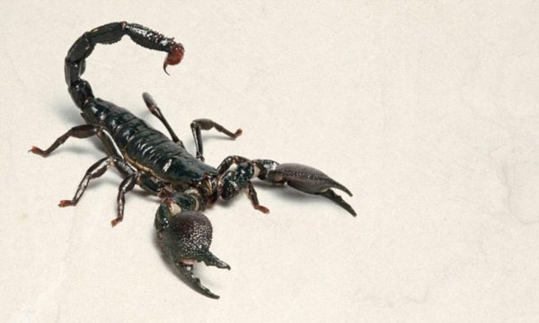 скорпион черный