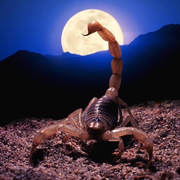 луна в скорпионе