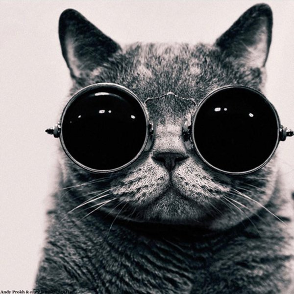 котик в очках